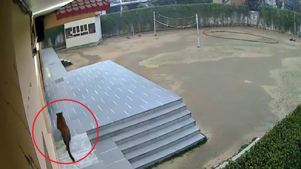 गाजियाबाद से स्कूल में दिखा तेंदुआ (Photo: itg)