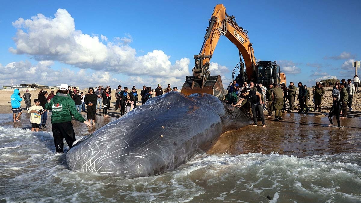 Israel SPerm whale