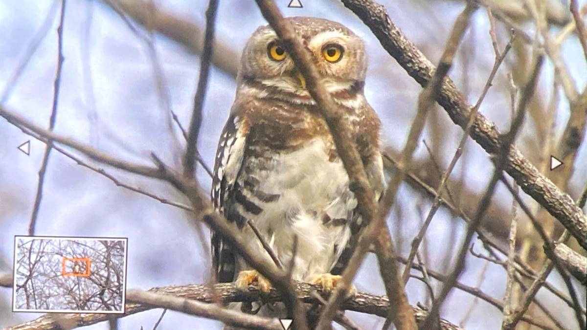 कूनो की पारोंद बीट में दिखा विलुप्तप्राय शिकारी पक्षी.(Photo:ITG)