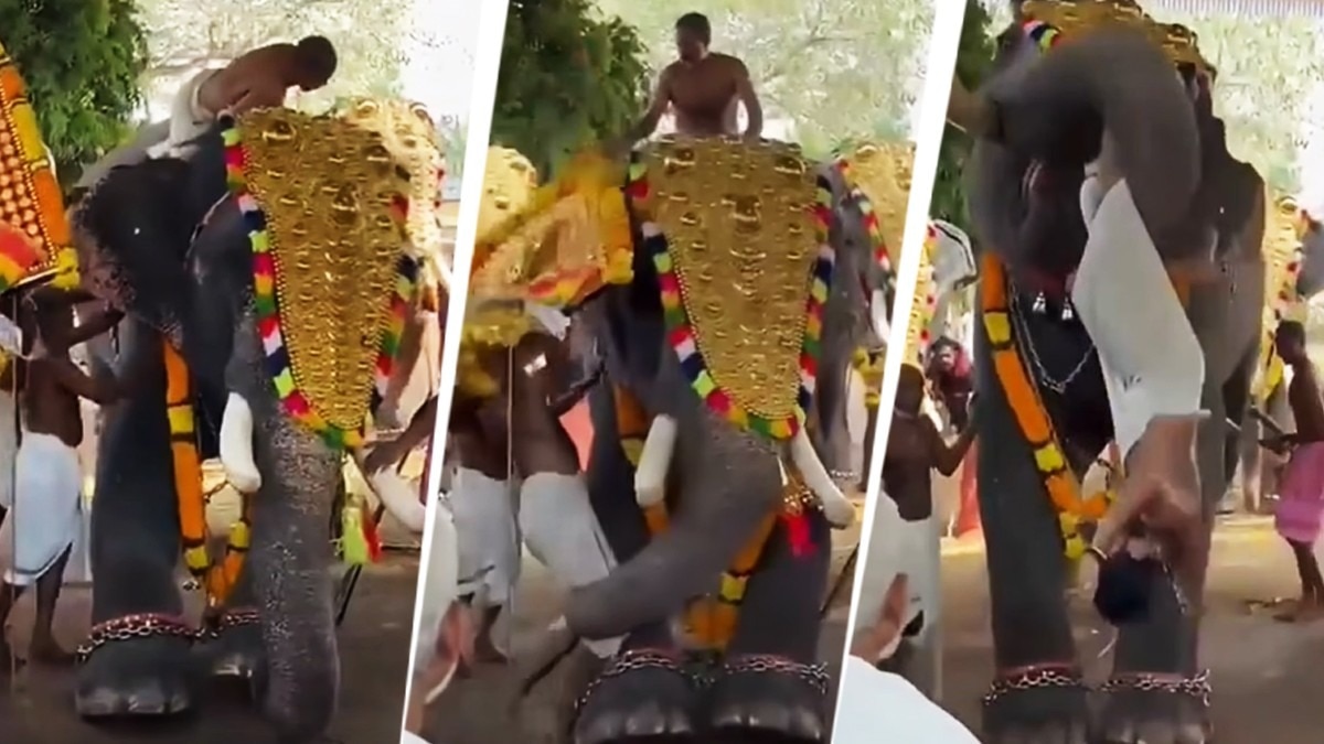 A captive elephant attacked a young man by picking him up with its trunk and throwing him to the ground