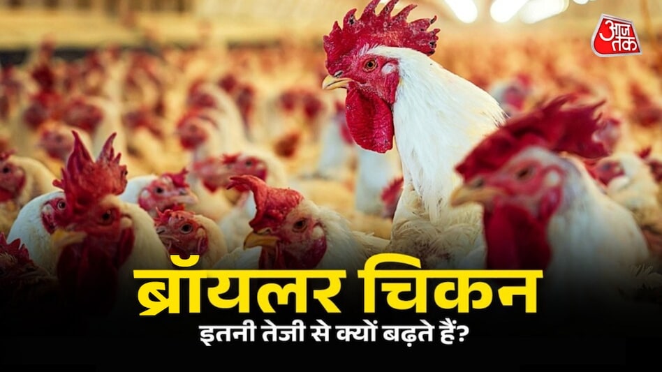 ब्रॉयलर चिकन काफी तेजी से बढ़ते हैं. (Photo: ITG)