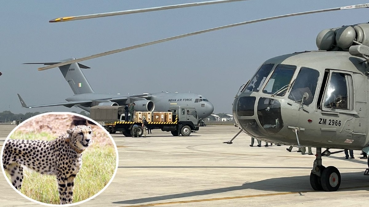 IAF के हेलीकॉप्टरों से कूनो पहुंचेंगे नए मेहमान.(Photo:ITG)