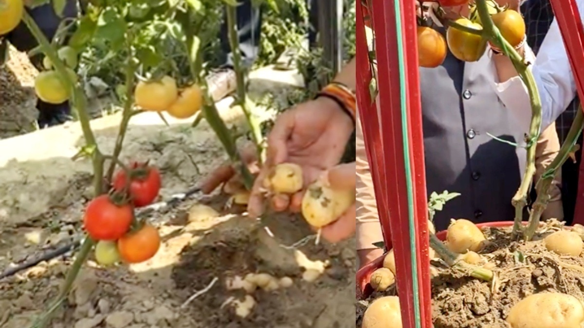 ICAR-IIVR Varanasi Grafting