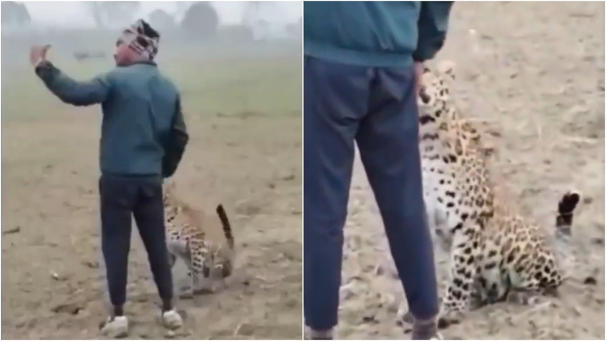 Leopard selfie viral video
