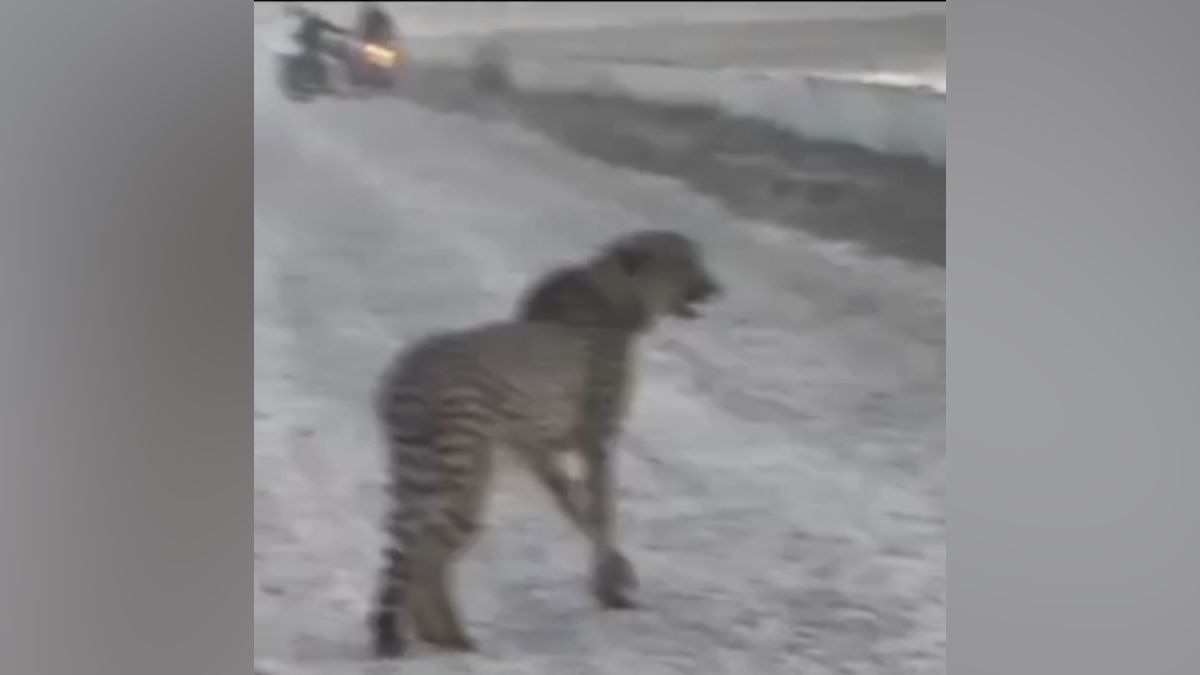 सड़क पर नजर आया चीता. (Photo: Screengrab)