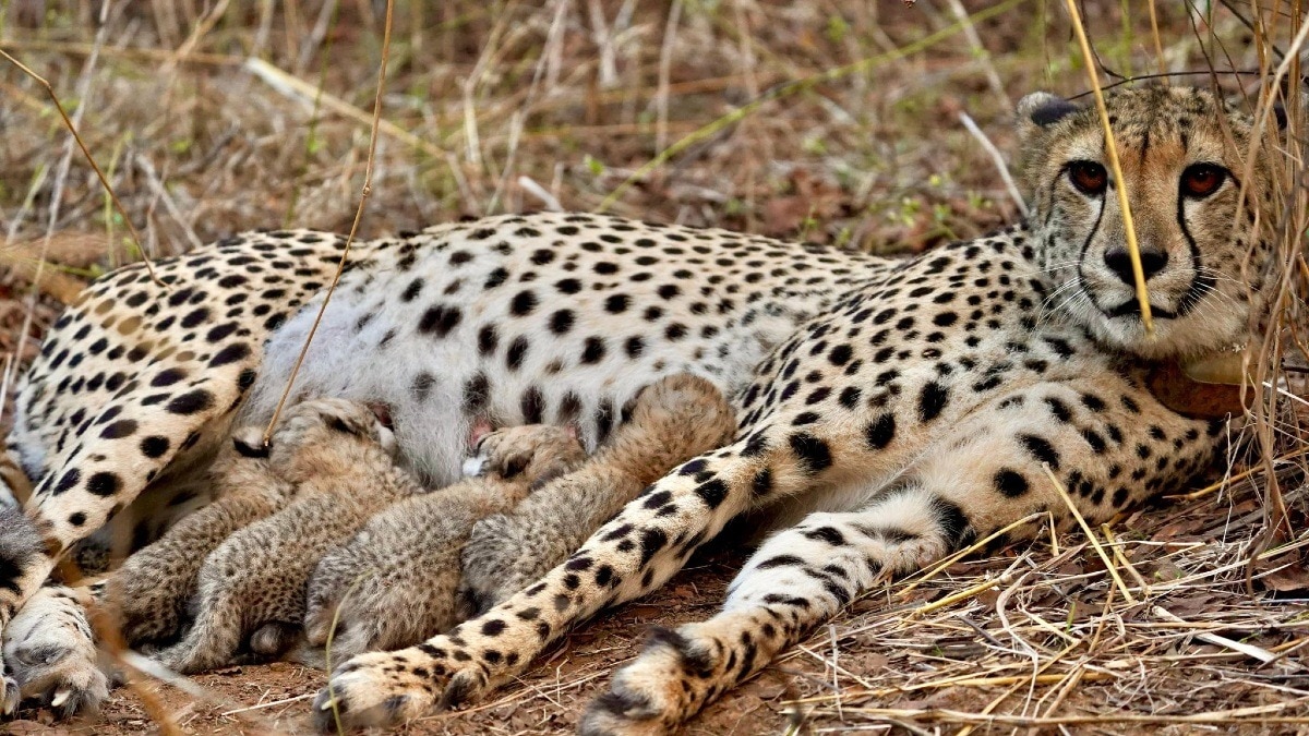 भारत में जन्मे चीतों की संख्या पहुंची 28. (Photo:X\@byadavbjp)