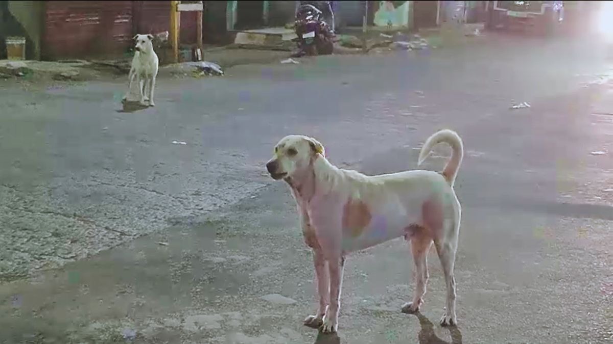 आवारा कुत्ते ने ली बच्चे की जान. (Photo: Screengrab)