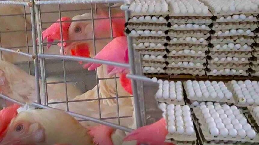  Poultry Farm for Chicken and Eggs Business (File Photo-ITG)