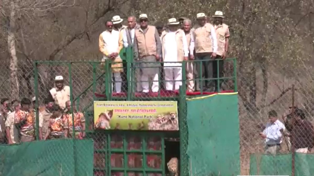 आज शनिवार को कूनो में पहुंचे 9 चीते. (Photo: Screengrab)