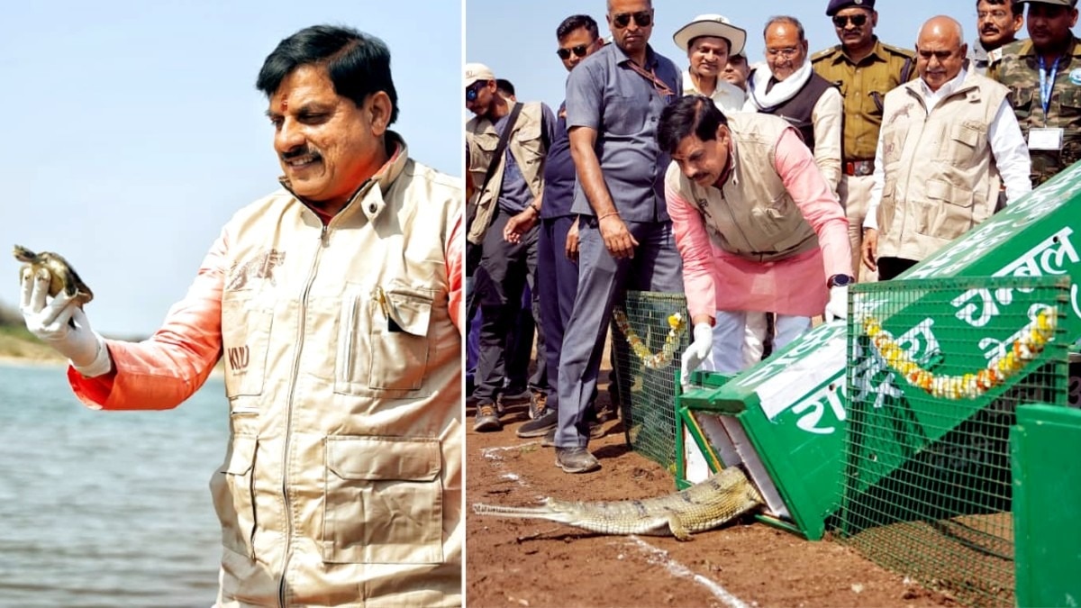 CM मोहन यादव ने कूनो नदी में छोड़े घड़ियाल और कछुए.(Photo:ITG)