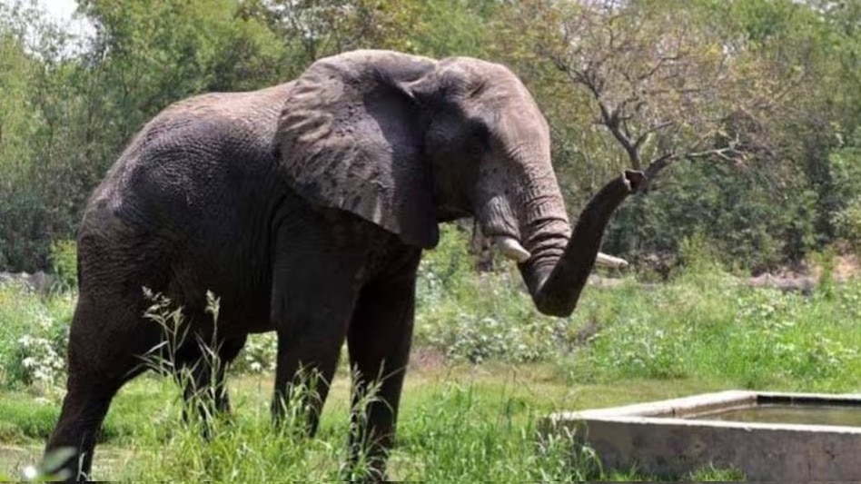 हाथी के हमले में व्यक्ति की मौत. (Photo: Representational )