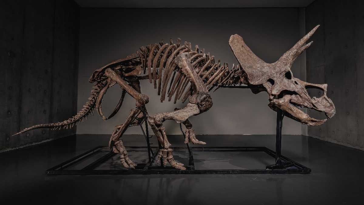 Triceratops skeleton auction Jupiter