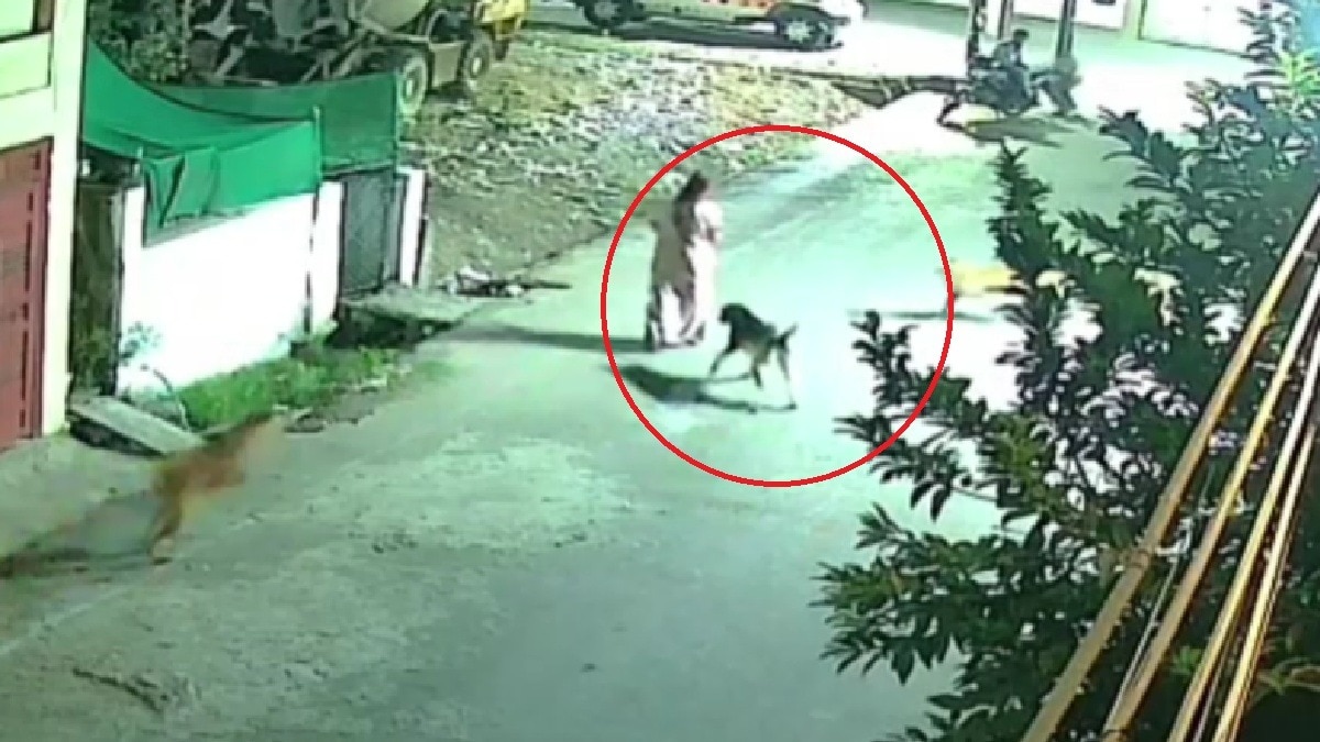  खरगोन में आवारा कुत्तों का आतंक (Photo: itg)