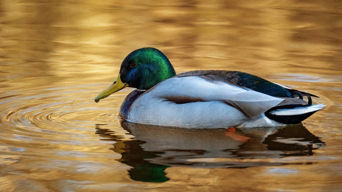 पिछले साल भी कुछ ग्रामीणों ने इसी नदी की रेत धोते समय 10 ग्राम से ज्यादा सोना इकट्ठा किया था. ( Photo: Pexels)