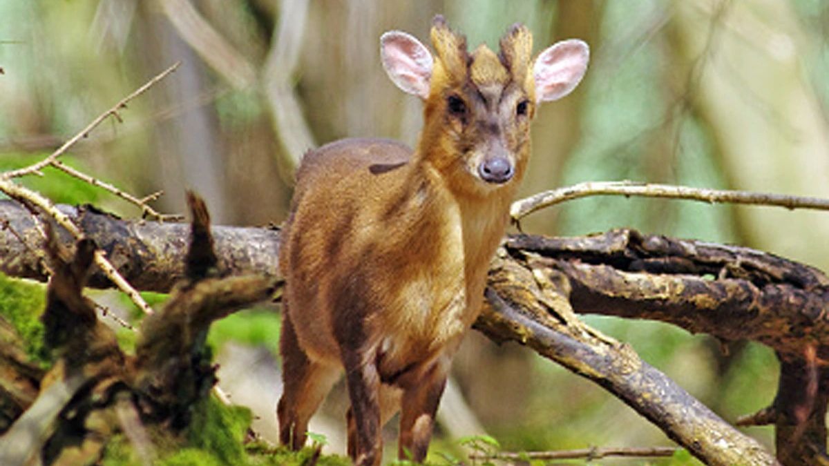 हिमालयन बार्किंड डियर का शिकार. (Photo: Representational)