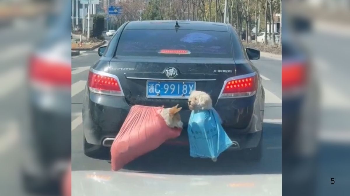 China viral pet trend