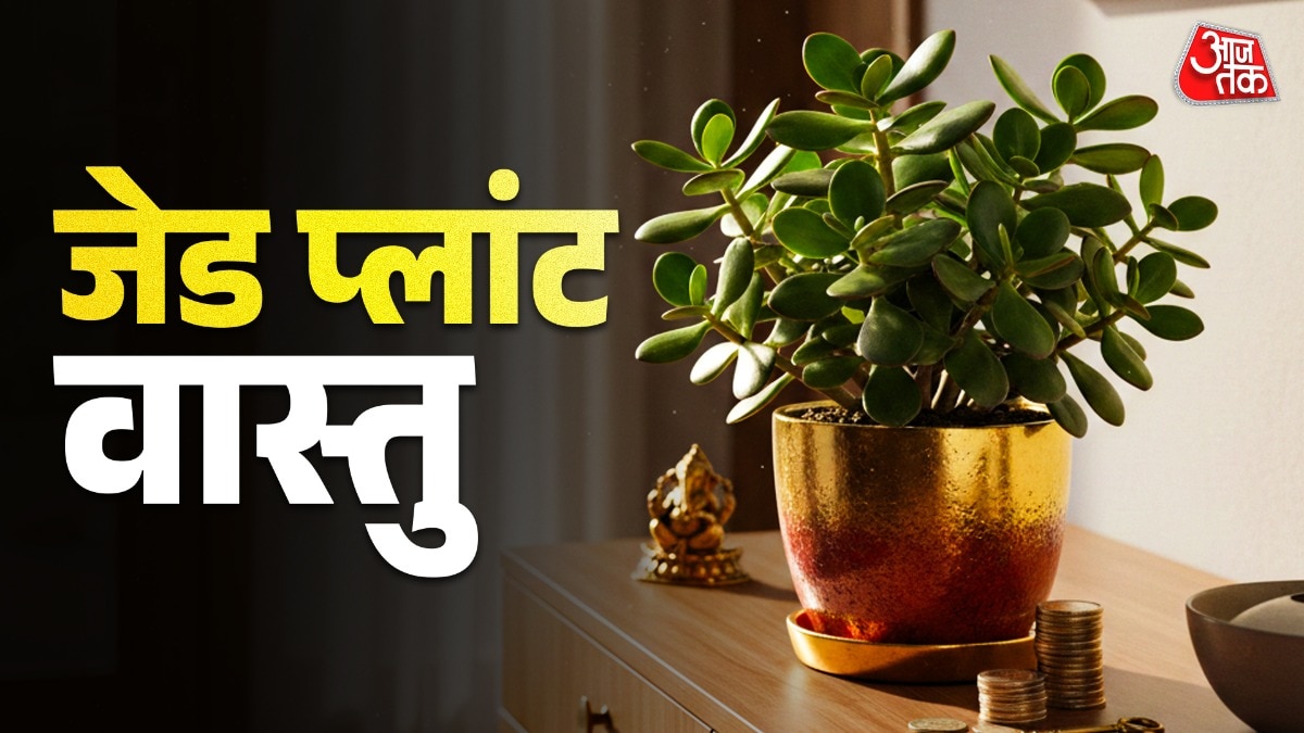 z plant Vastu 