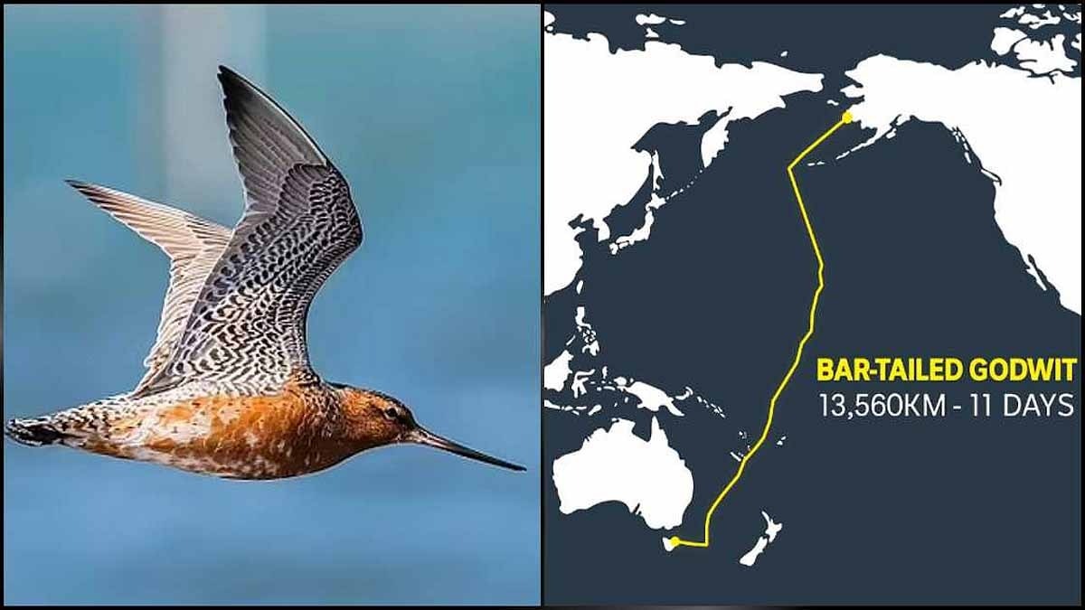 Bar tailed godwit Record Flight