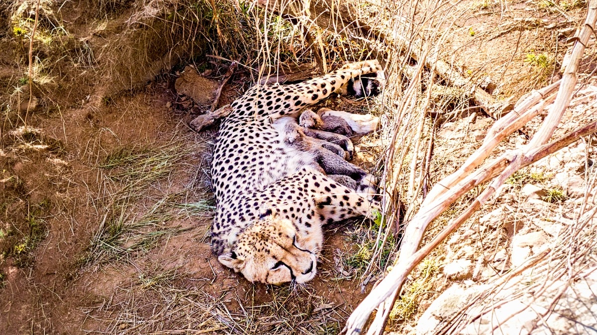 केंद्रीय मंत्री भूपेंद्र यादव ने X पर पोस्ट करके इस खुशखबरी को साझा किया है. (Photo: X/@byadavbjp)