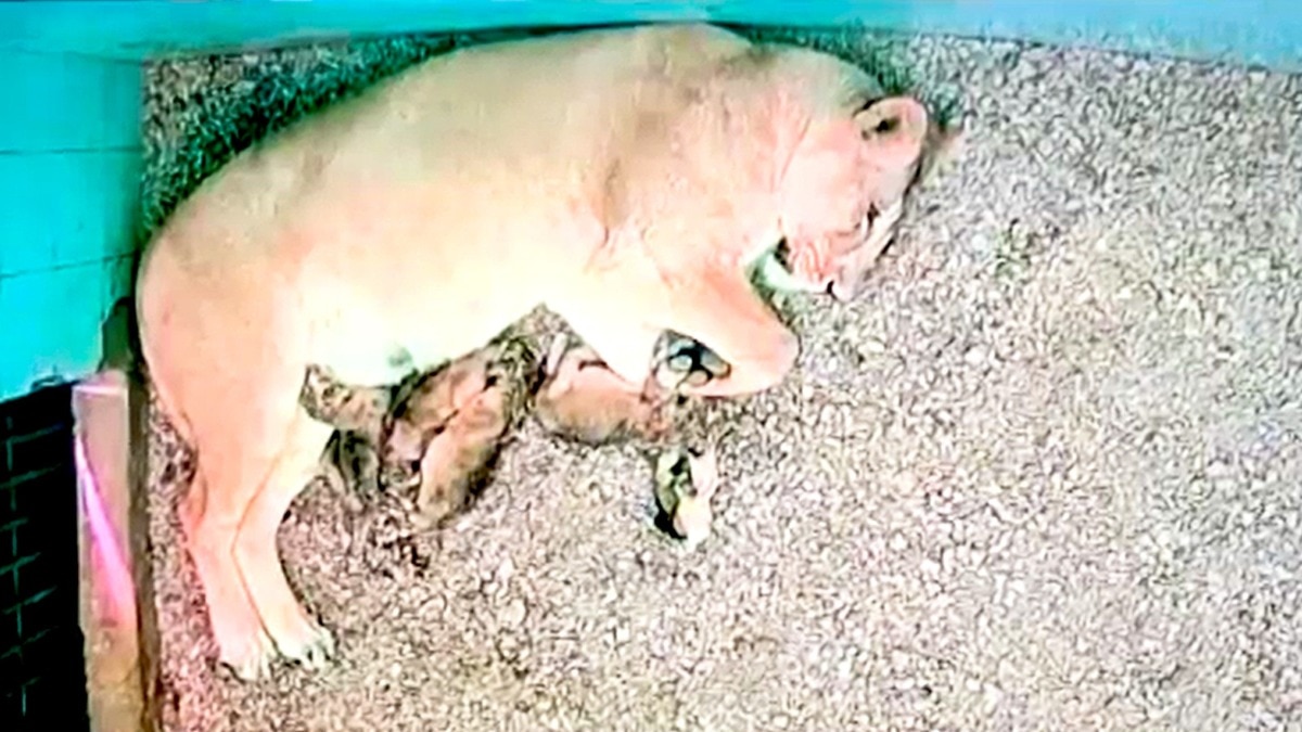 Lioness Neerja gives birth to 4 cubs 