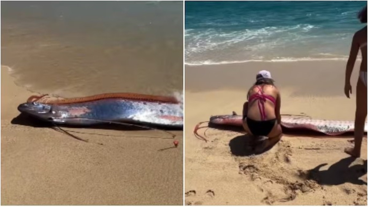 doomsday fish spotted mexico, oarfish spotted near beach