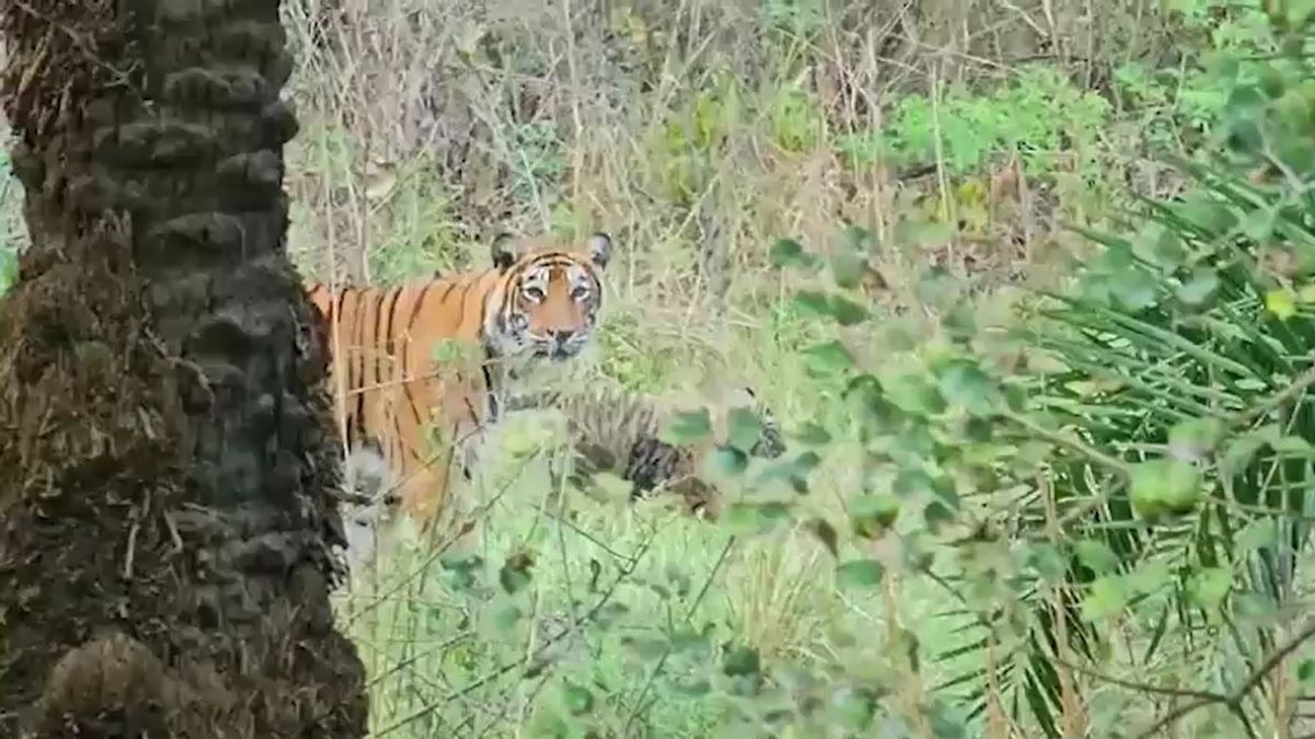सरिस्का में बढ़ा बाघों का कुनबा. (Photo: Screengrab)