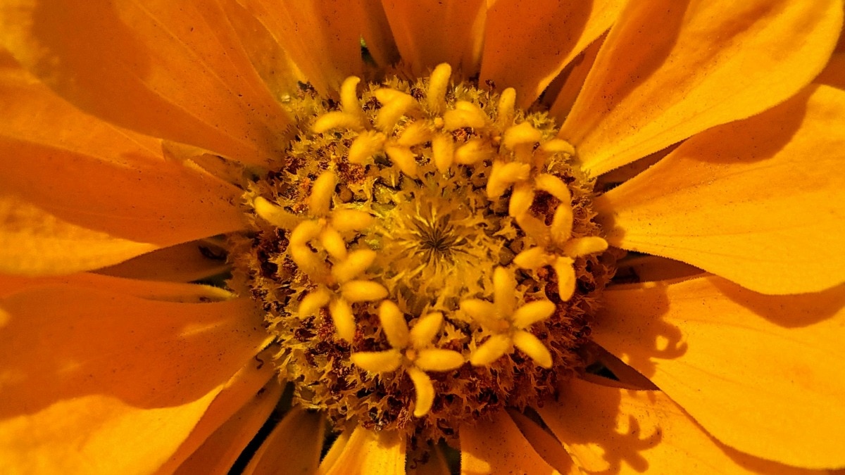 दुनिया भर के वैज्ञानिक इस बात पर रिसर्च कर रहे हैं कि क्या पौधों की मदद से मिट्टी से कीमती मेटल निकाली जा सकती हैं. ( Photo: Pexels)