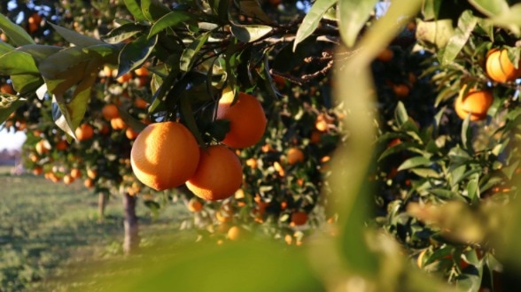 जल्दी फल देने वाले 8 पेड़ (Pexels)