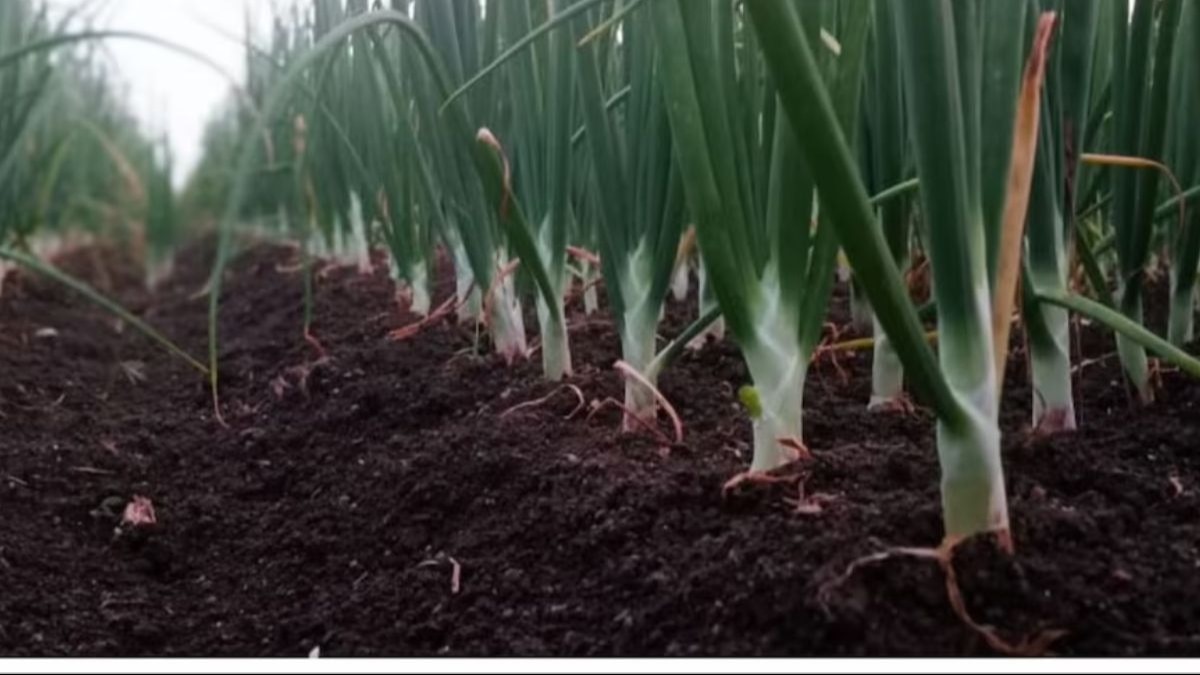 How to protect onion crop from pests