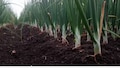 How to protect onion crop from pests How to protect onion crop from pests