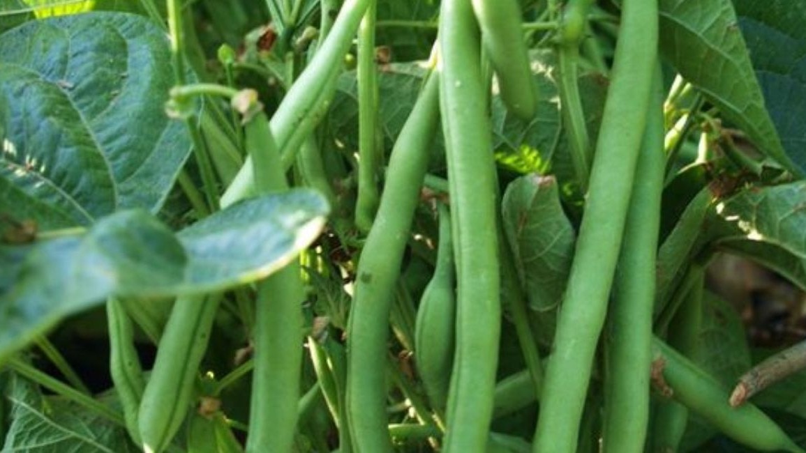 खरीफ और रबी दोनों मौसम में उगा सकते हैं फ्रेंच बीन (फाइल फोटो- ITG)