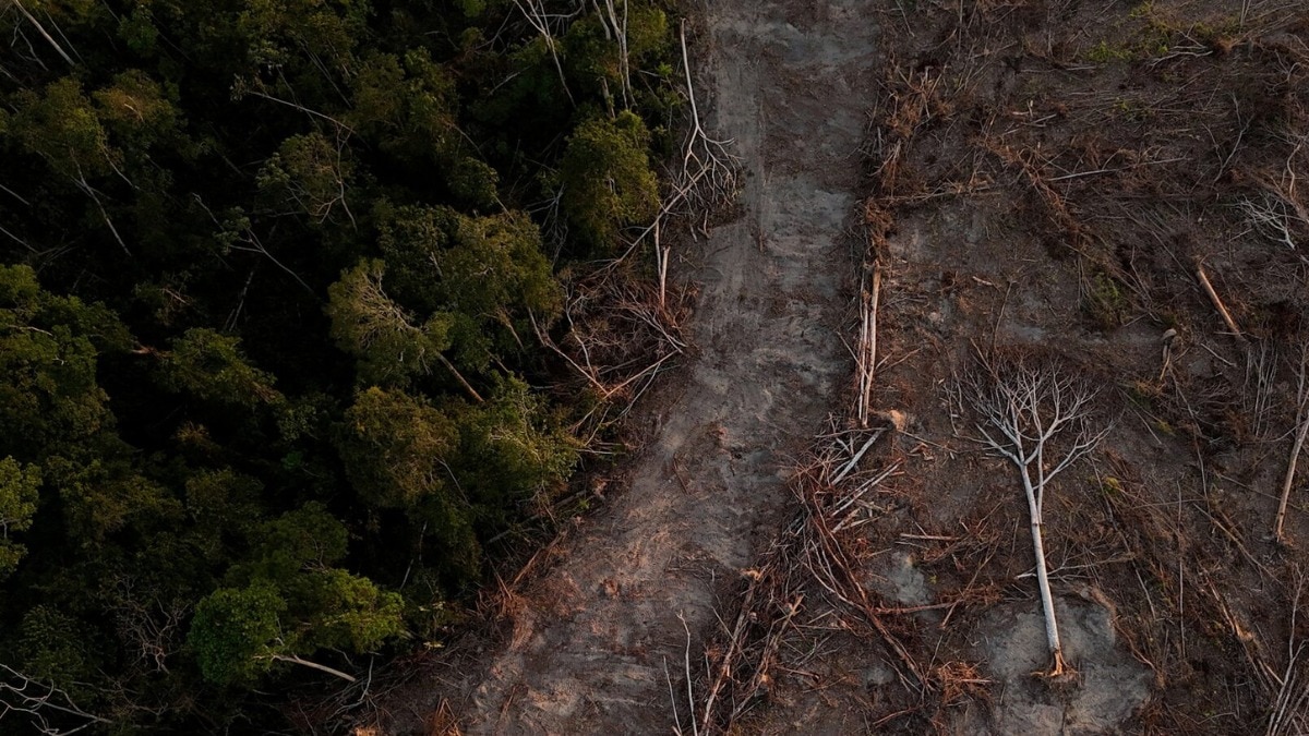 पेड़ों का घटना पर्यावरण के लिए अच्छा संकेत नहीं. (Photo: Reuters)