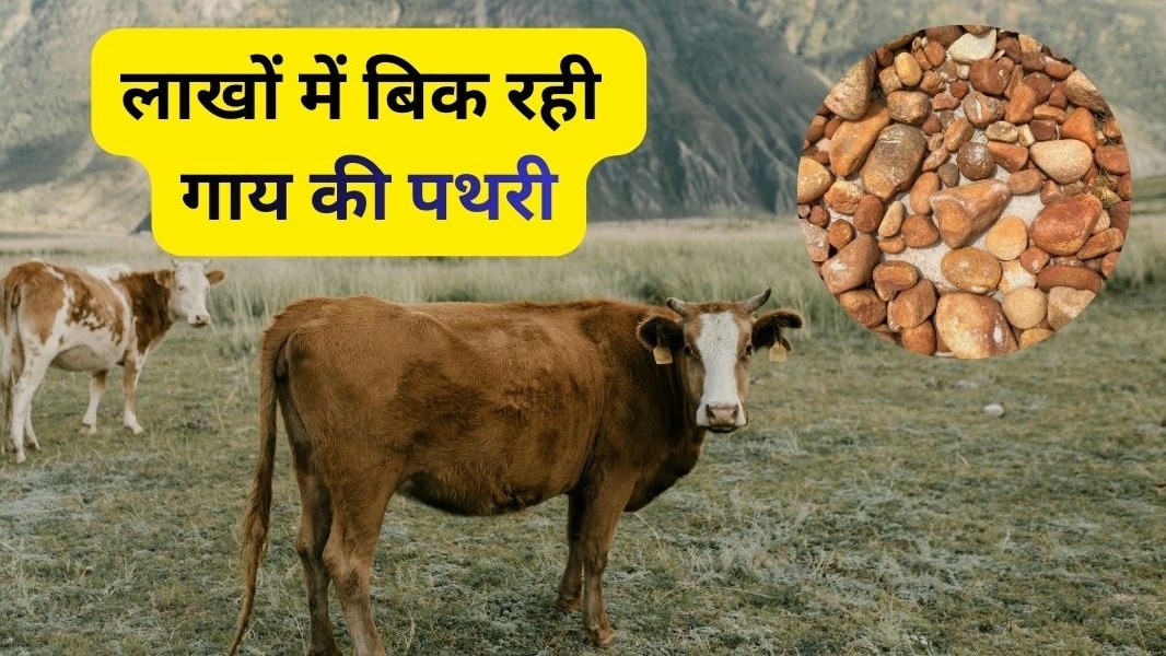 गाय की पथरी की कीमत कई चीजों पर निर्भर करती है. ( Photo: Pexels)