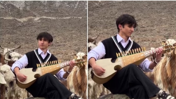 sheep attracted by music, goats gather around musician