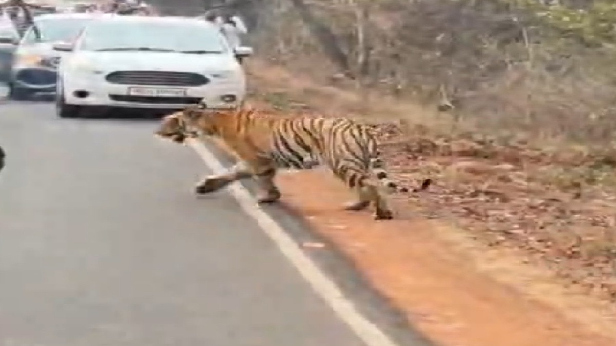  People surrounded the tiger