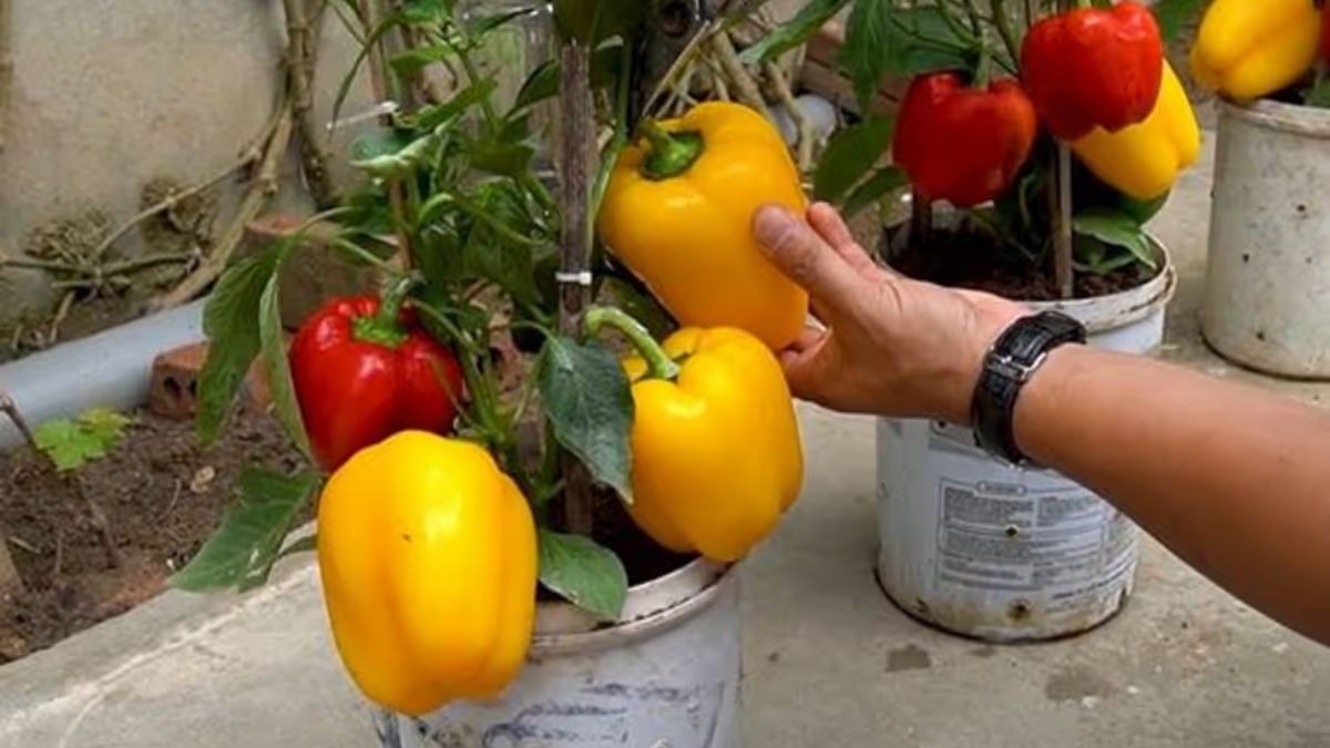 घर में आसानी से उगा सकते हैं पीली और लाल शिमला मिर्च