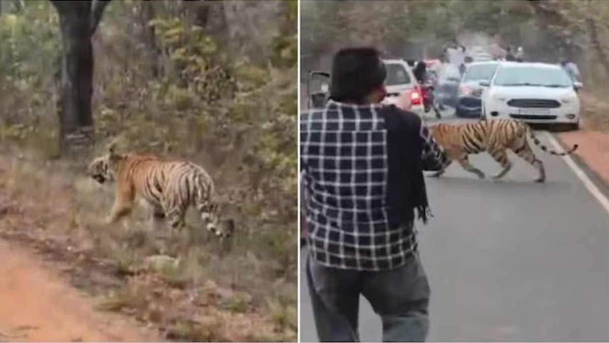 tadoba-tiger-road-video-people-making-reel-dangerous-viral