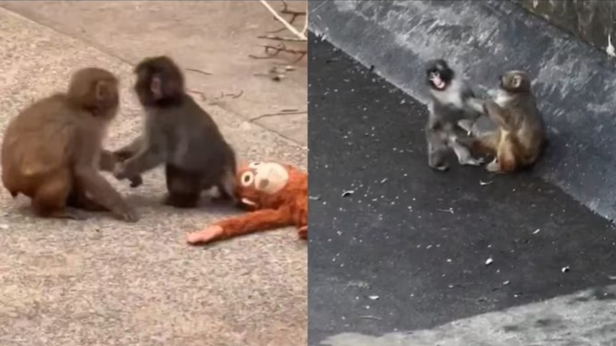 japan-zoos-viral-baby-monkey-punch-now-has-a-girlfriend-