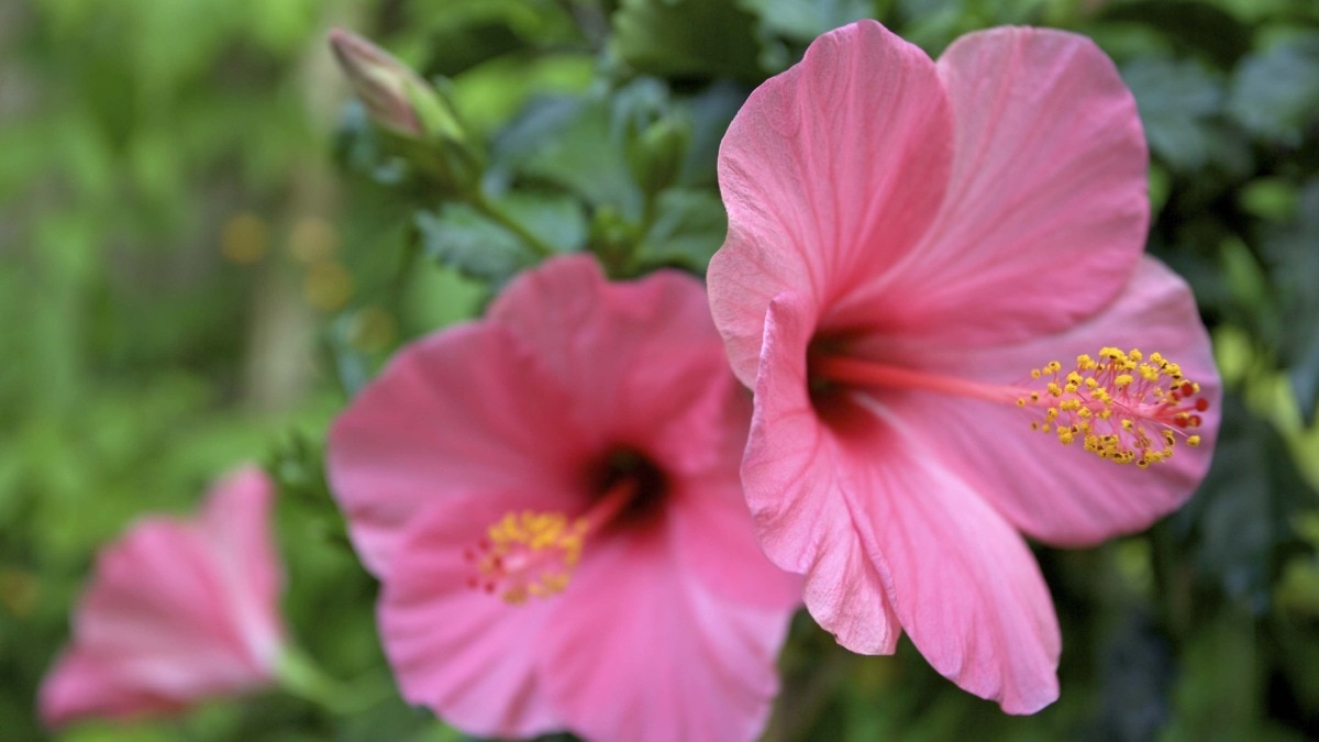 NSC स्टोर पर Hibiscus Pink Live Plant नाम से मिल रहा है गुलाबी गुड़हल का पौधा (Getty Image)