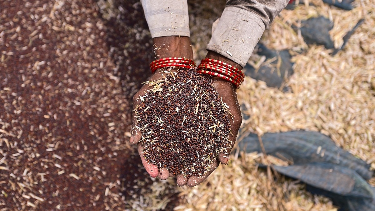दावा किया गया है कि सरसों की नई किस्म में तेल की मात्रा ज्यादा होगी.