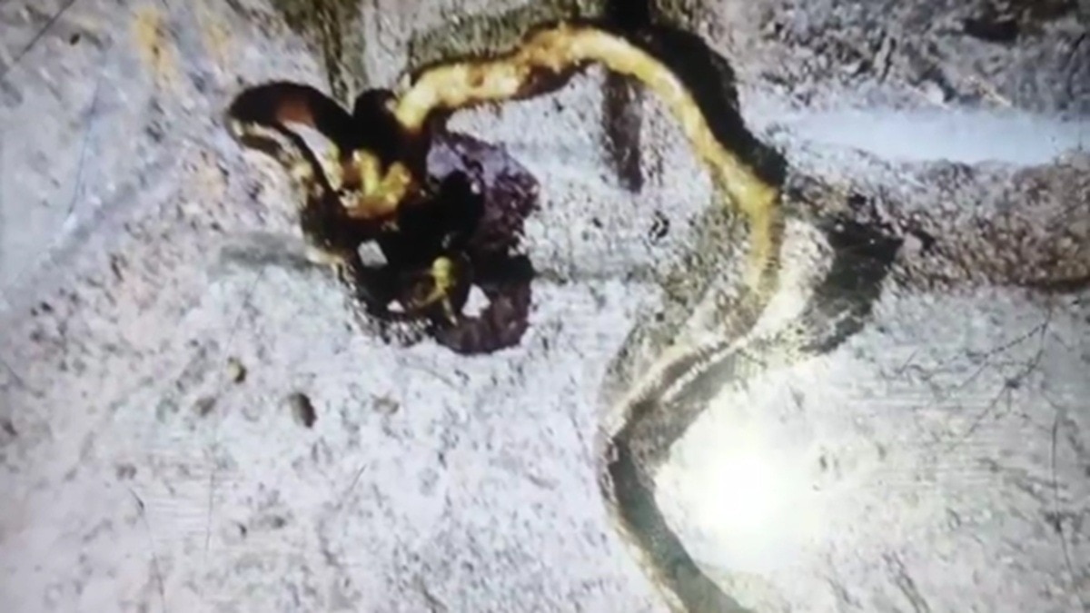 snake found in curry