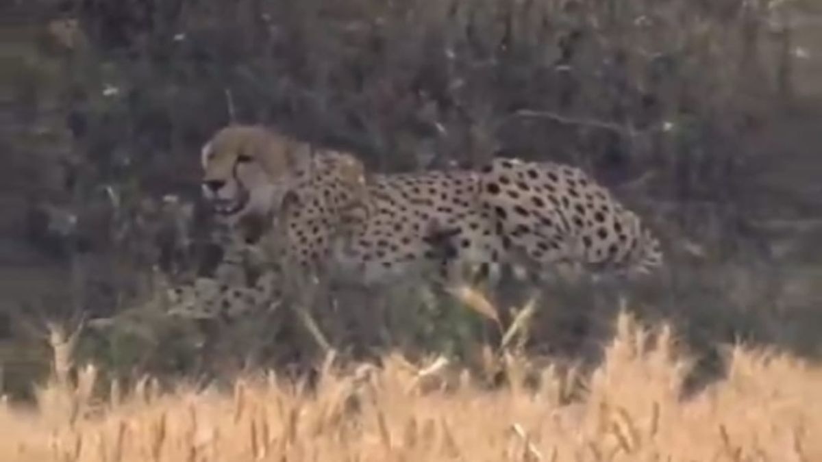 कूनो नेशनल पार्क से निकलकर राजस्थान पहुंचा चीता. (Photo: ITG)