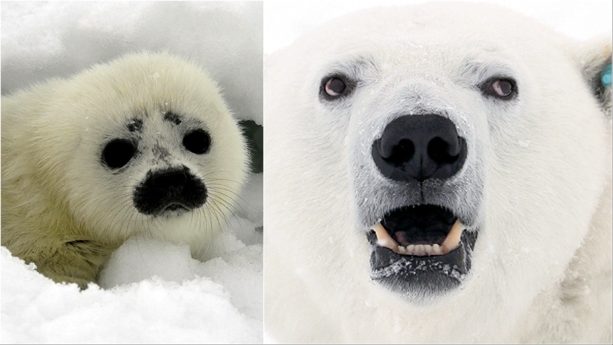 Arctic climate change