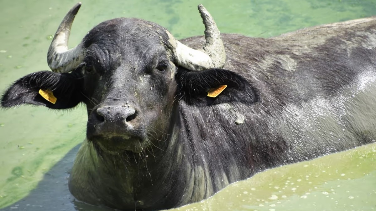 भैंसा गायब होने पर दिव्यांग की हत्या कर दी गई. (Photo: Representational )