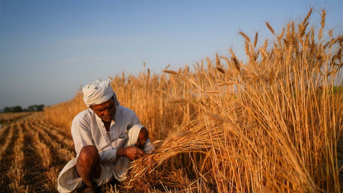 बारिश और तेज हवाओं से पकी हुई रबी फसल के दाने झड़ सकते हैं (Getty Image)