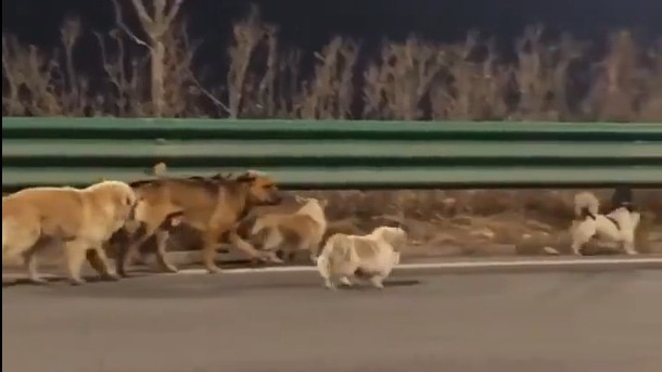चोरों की कैद से भागे कुत्तों का वायरल हो रहा वीडियो (Photo - X/@@AMAZlNGNATURE)
