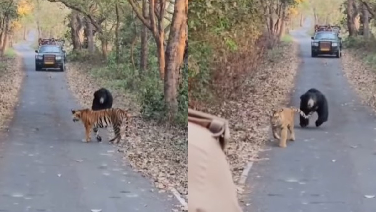 pilibhit tiger reserve video, 