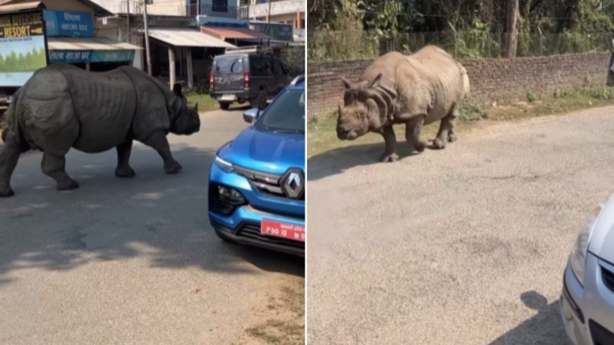 गैंडा आसपास मौजूद लोगों से बिल्कुल बेपरवाह दिखा (Photo:Insta/thedancooperescape)