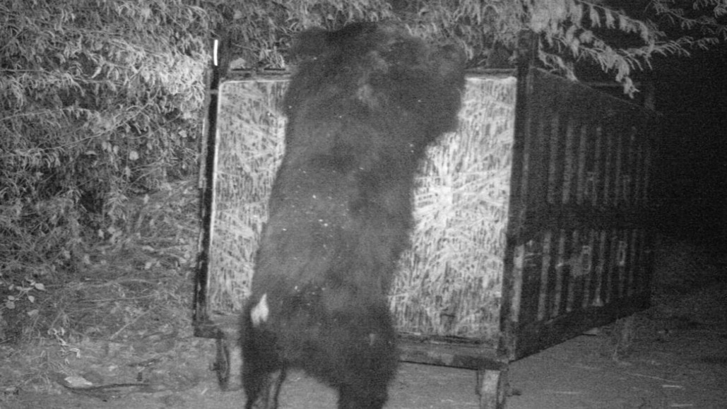 भालू की हरकतों से जू प्रशासन हो गया है परेशान. (Photo/Chetan Gurjar/ITG)