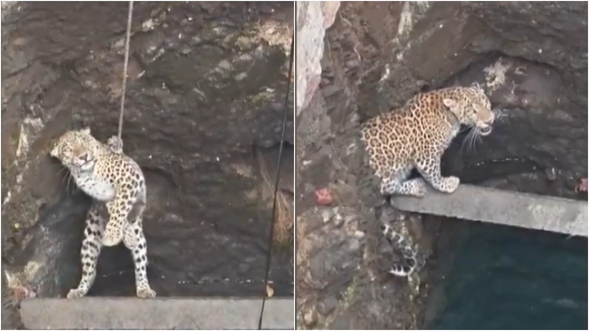 Leopard rescue from well Gujarat